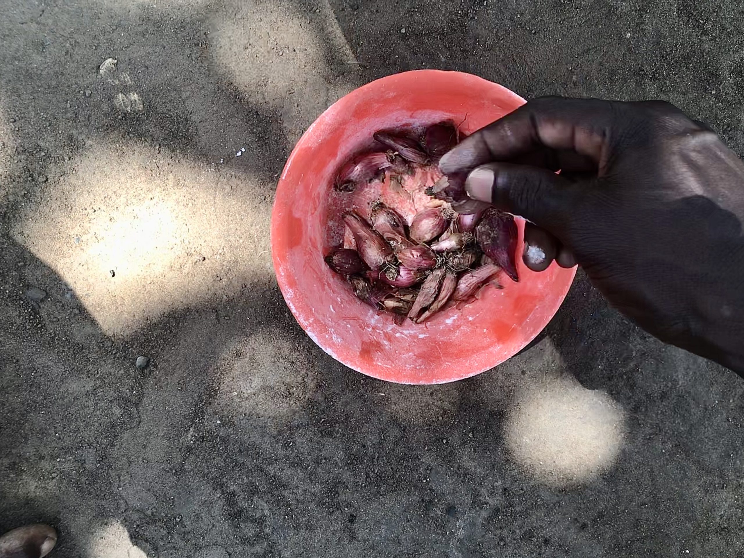 A hand holds a small red onion over a red bowl containing 10-15 small red onions.